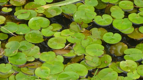 Frogbit Nottinghamshire Wildlife Trust Frogbit Nottinghamshire Wildlife Trust